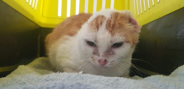 Angelina, adozione del cuore! Foto 6